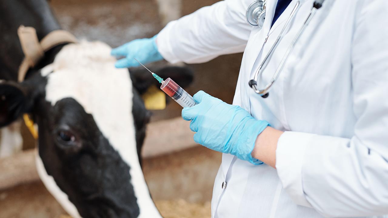 Certificat en Pharmacologie Vétérinaire du Système Digestif Ruminants