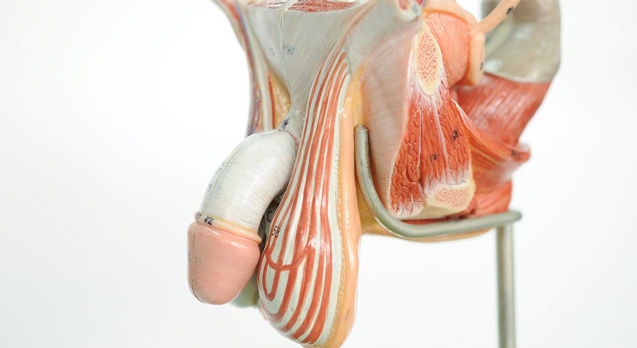 anatomia y fisiologia delos organos genitales masculinos anatomia y fisiologia delos organos genitales masculinos