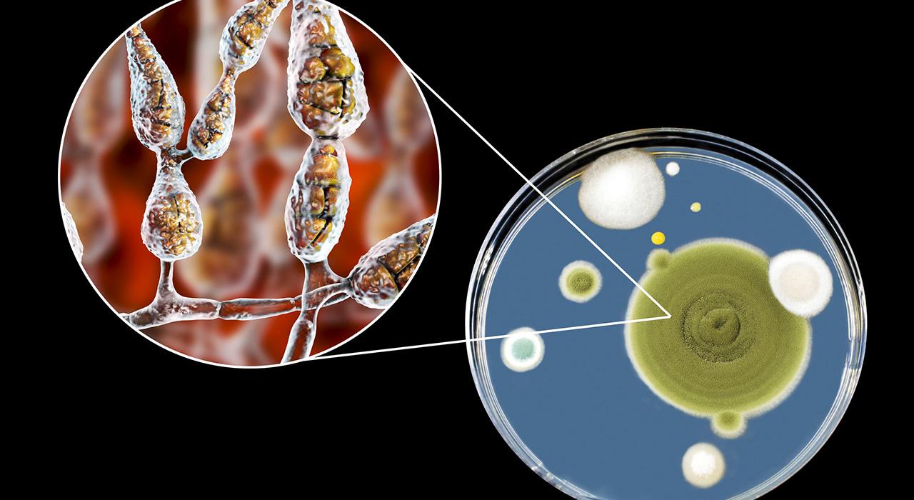 definición de infecciones parasitarias desatendidas definición de infecciones parasitarias desatendidas