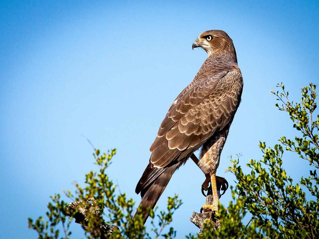 Clasificación taxonómica de falconiformes - Blog TECH Venezuela University