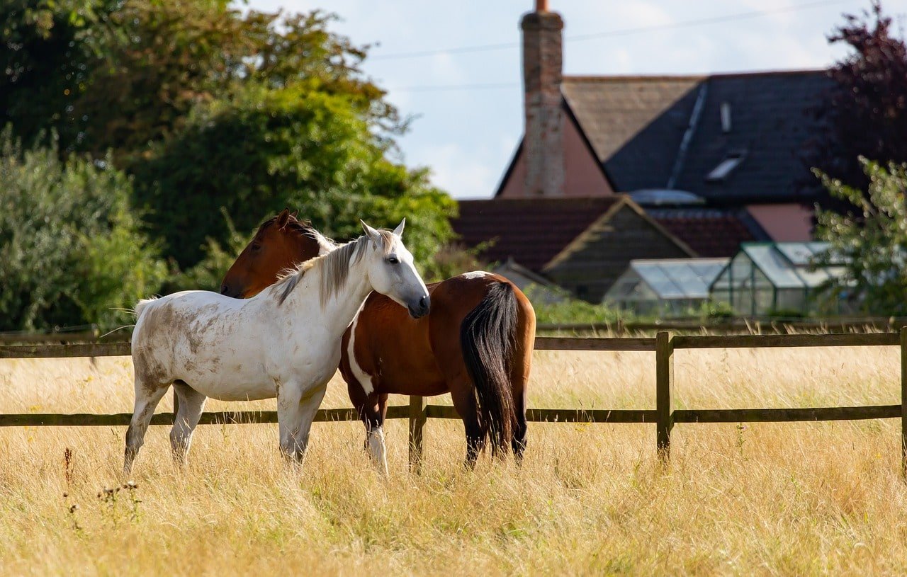 Dolor abdominal en el caballo