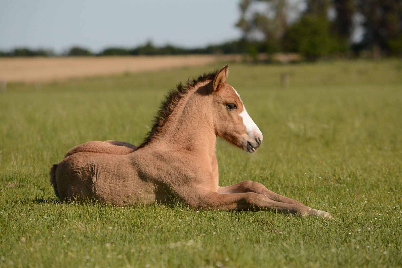 Cascos del caballo