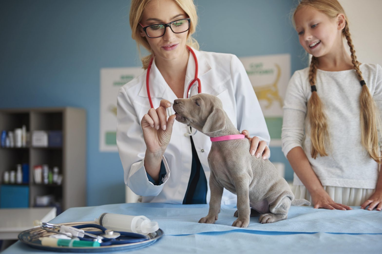 Fisiología en el animal