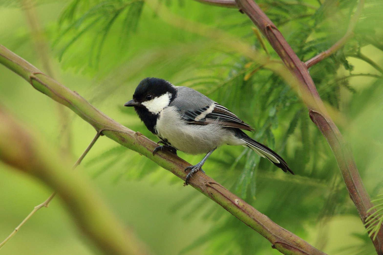 Veterinaria de aves