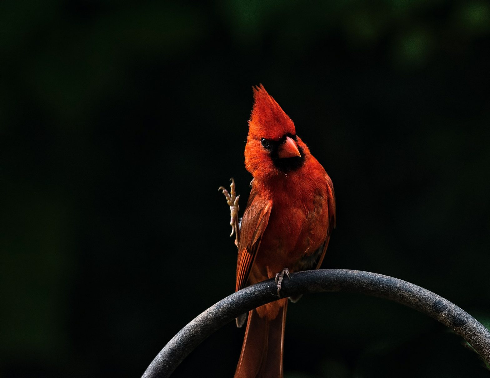 Anatomía de las aves