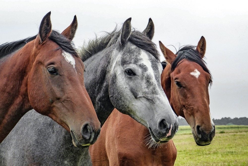 Las enfermedades cardiacas en el caballo hacen parte delas afecciones más comunes en el equino
