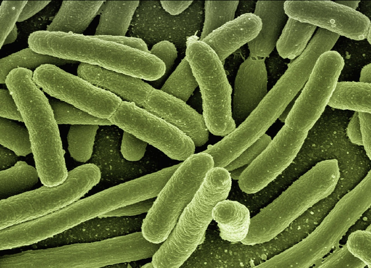 ¿Qué importancia tiene las bacterias para los seres vivos?