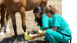 1curso profesional patologias cardiorrespiratorias sanguineas nutricion caballo Tech Universidad