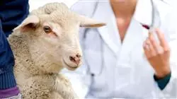 certificacion especializacion profesional bienestar animal pequenos rumiantes ovino caprino Tech Universidad