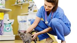 especializacion profesional direccion centros veterinarios Tech Universidad