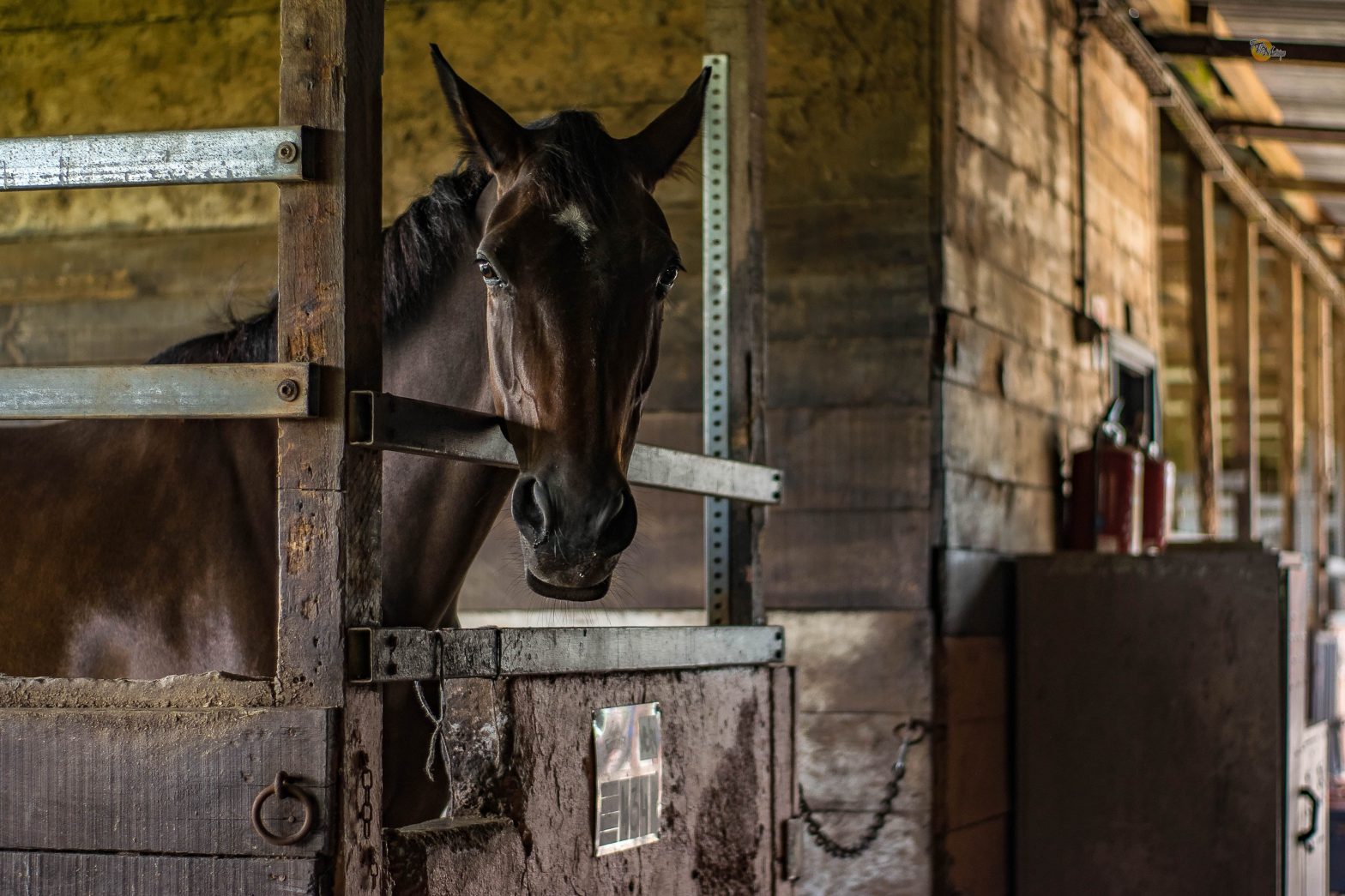 Bienestar del caballo