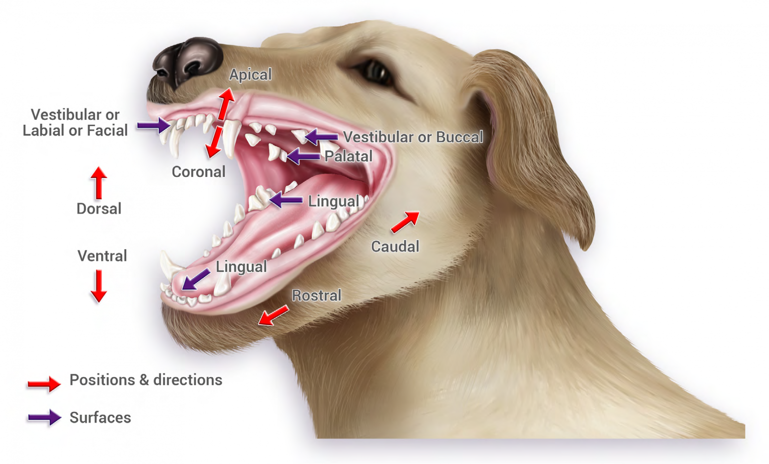 Anatomía Dental En El Perro Blog Tech México Universidad Tecnológica 9214