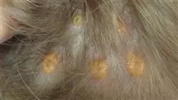 ##IMAGE##