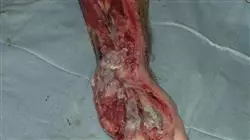 ##IMAGE##