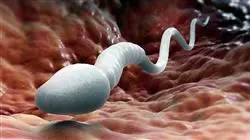 cursos preservacion fertilidad indicaciones tecnicas criobiologia