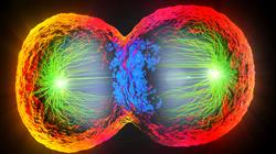 formacion genetica reproduccion