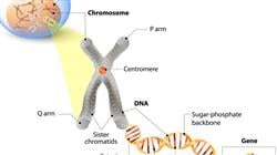 posgrado master genetica clinica