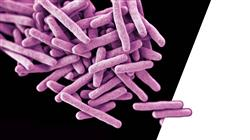 diplomado infecciones mycobacterium tuberculosis complex