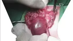 ##IMAGE##