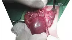 magister pediatria quirurgica