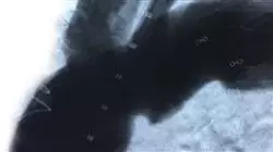 ##IMAGE##