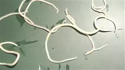 ##IMAGE##