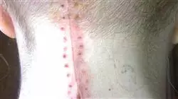 ##IMAGE##