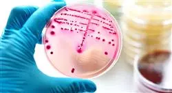 diplomado online enfermedades infecciosas y  microbiología en urgencias