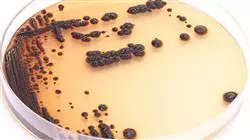 ##IMAGE##