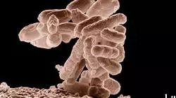 posgrado microbiota microbioma