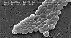 formacion microbiota intolerancia y alergias