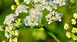 curso urgencias toxicológicas relacionadas con plantas setas y animales