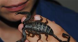 diplomado urgencias toxicológicas relacionadas con plantas setas y animales