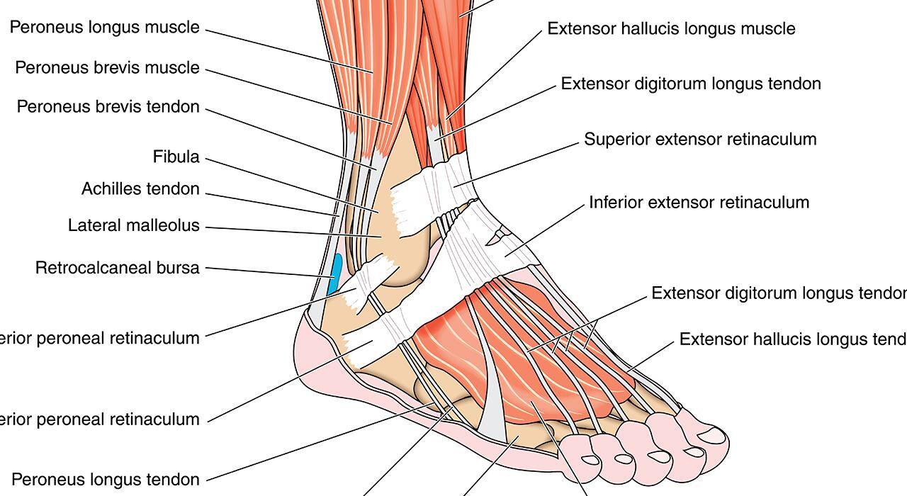 Kokomo foot and ankle