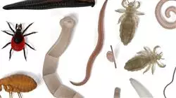 ##IMAGE##