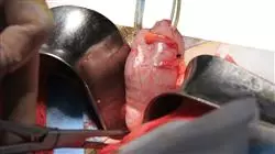 ##IMAGE##