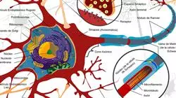 maestria online enfermedades neurodegenerativas