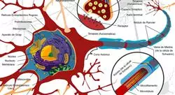 curso enfermedades neurodegenerativas neurona motora parapesia espastica hereditaria 4