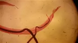 ##IMAGE##