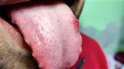 ##IMAGE##