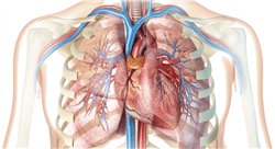 curso fitoterapia de las afecciones cardiovasculares y respiratorias