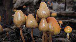 curso toxicidad plantas medicinales riesgo fitoterapia
