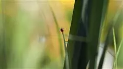 posgrado zoonosis parasitosis farmaceuticos