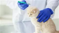 ##IMAGE##