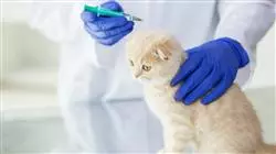 ##IMAGE##