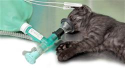 curso online curso farmacologia veterinaria aparato cardiorrespiratorio renal hemostasia 