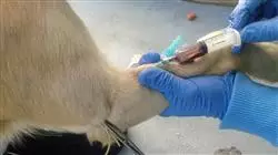 curso online farmacologia veterinaria sistema nervioso autonomo central