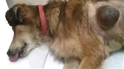 ##IMAGE##
