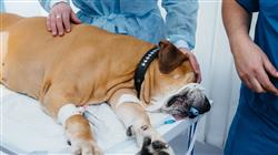 curso actualizacion quimioterapia veterinaria 