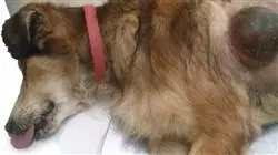 ##IMAGE##